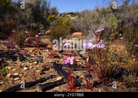 Piante in fiore della Drosera variegata, Capo Occidentale, Sudafrica Foto Stock