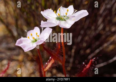 Fiori della rugiada Drosera variegata, Capo Occidentale, Sud Africa, vista laterale Foto Stock