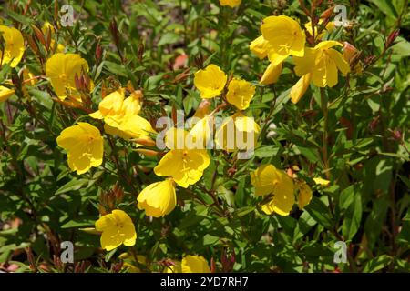 Oenothera fruticosa, narrowleaf, prisma serale Foto Stock