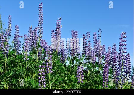 I lupini in fiore sul lato della strada in estate in Finlandia Foto Stock