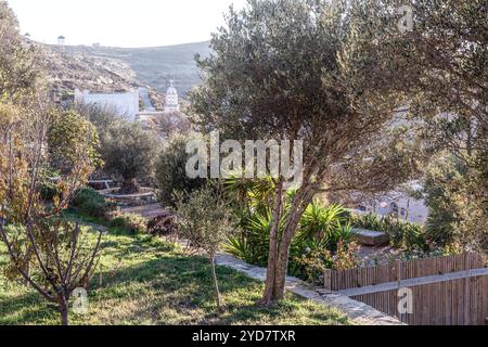 Olivo in terrazza giardino sull'isola di Tinos in Grecia Foto Stock