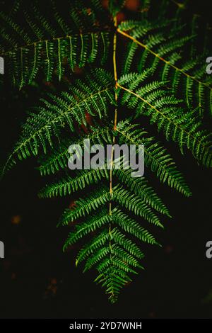 Primo piano della vibrante foglia di felce verde nella foresta Foto Stock