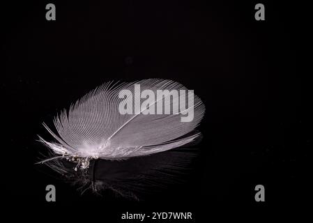 Un'unica e complessa piuma bianca giace aggraziatamente su una superficie riflettente, mostrando la sua struttura dettagliata su un audace sfondo nero, alto Foto Stock