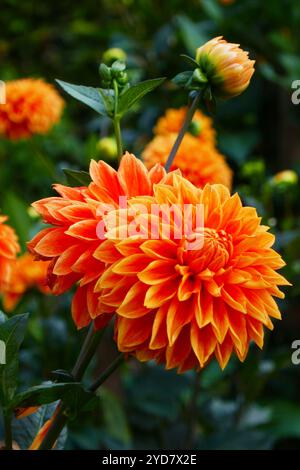 Gioielli Dahlia, Hermann Rieger, CHECKENNNN Foto Stock