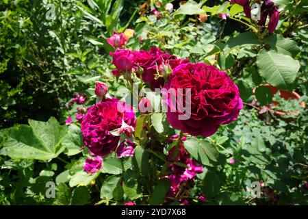 Rosa Othello, Englische Rose, David Austin Rose Foto Stock
