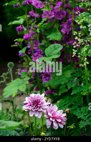 Dahlia Crème de Cassis, Malva sylvestris var mauritiana Mystic Merlin, malva francese, fiori viola, fioritura, biennale, perenne, giardino, RM Floral Foto Stock