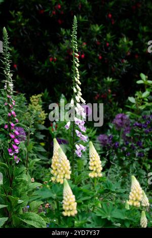 Digitalis purpurea, foxglove viola, digitalis, foxgloves, cremosi lupini bianchi degli alberi, fiori viola e bianchi, foxgloves e lupini, foxglove e lupino, RM fl Foto Stock