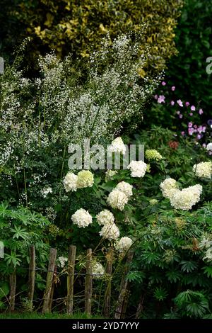 hydrangea annabelle,Thalictrum delavayi splendida bianco,anemone,bianco,fiore,fiori,combinazione fioritura,fiori misti,schema di piantagione misto,fioritura,b Foto Stock