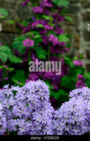 Campanula Lactiflora varietà di Prichard, Malva sylvestris var mauritiana Mystic Merlin, Malva sylvestris var mauritiana, Malva Mystic Merlin, Malva Malva sylvestris var mauritiana, Malva Mystic Merlin, Malva Malva Foto Stock