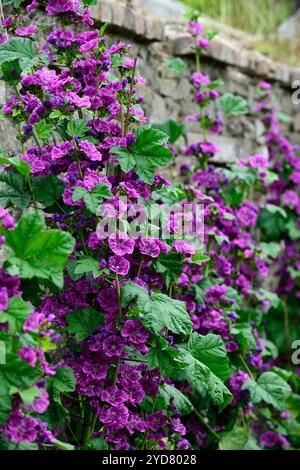 Malva sylvestris var mauritiana Mystic Merlin, French Mallow, fiori viola, fioritura, biennale, perenne, giardino, RM Floral Foto Stock