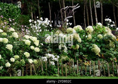 hydrangea annabelle,anemone hybrida honorine jobert,Actaea simplex Atropurpurea Brunette di gruppo,bianco,fiore,fiori,combinazione fioritura,fiore misto Foto Stock