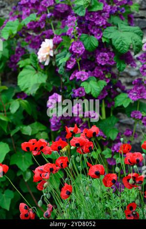 Papaver commutatum Ladybird, papavero ladybird, papavero annuale, papaveri annuali, fiori rossi e neri, papavero annuale fiorito rosso e nero, Malva sylvestris var Foto Stock