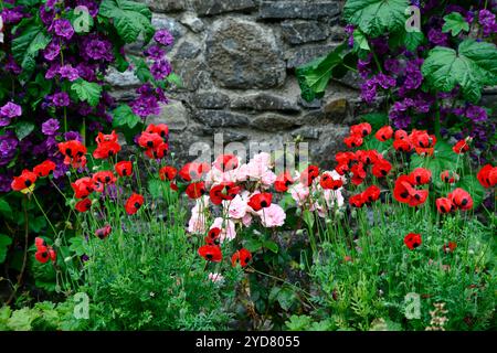 Papaver commutatum Ladybird, papavero ladybird, papavero annuale, papaveri annuali, fiori rossi e neri, papavero annuale fiorito rosso e nero, Malva sylvestris var Foto Stock