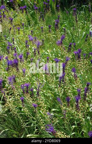Muscari comosum, nappina Giacinto d'uva Foto Stock