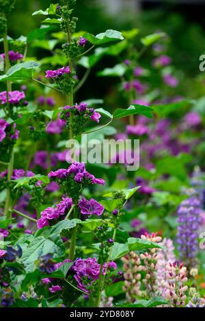 Malva sylvestris var mauritiana Mystic Merlin, French Mallow, fiori viola, fioritura, biennale, perenne, giardino, RM Floral Foto Stock