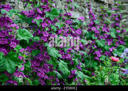 Malva sylvestris var mauritiana Mystic Merlin, French Mallow, fiori viola, fioritura, biennale, perenne, giardino, RM Floral Foto Stock