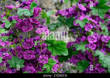 Malva sylvestris var mauritiana Mystic Merlin, French Mallow, fiori viola, fioritura, biennale, perenne, giardino, RM Floral Foto Stock