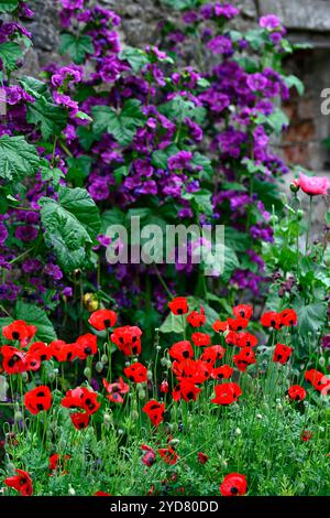 Papaver commutatum Ladybird, papavero ladybird, papavero annuale, papaveri annuali, fiori rossi e neri, papavero annuale fiorito rosso e nero, Malva sylvestris var Foto Stock