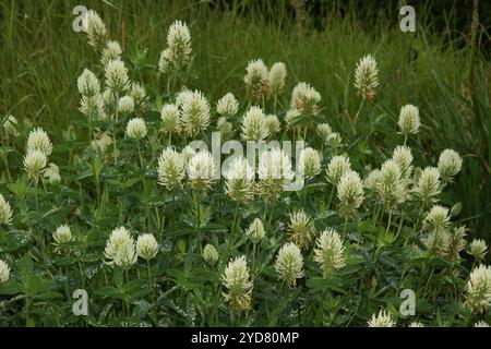 Trifolium pannonicum, ungherese Clover Foto Stock