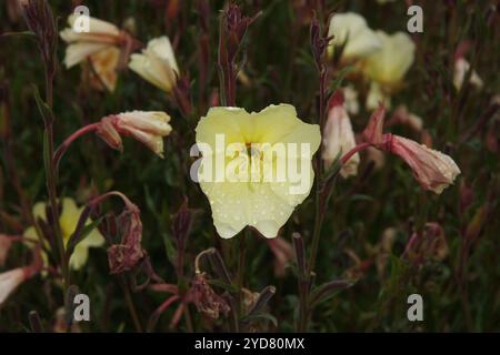 Oenothera odorata, profumato di primula serale Foto Stock