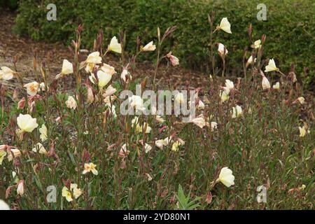 Oenothera odorata, profumato di primula serale Foto Stock