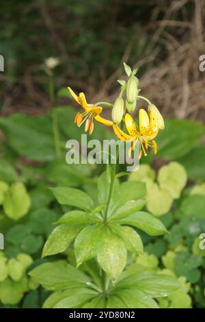 Lilium hansonii. Lilla Hansons Foto Stock