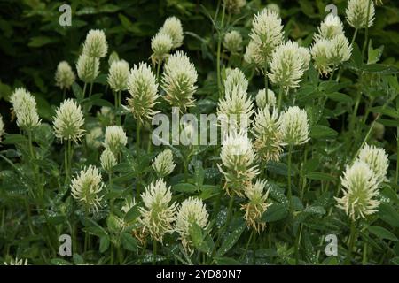Trifolium pannonicum, ungherese Clover Foto Stock