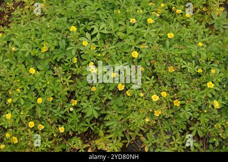 Potentilla heptaphylla, cinquefoglio di sevenleaf Foto Stock