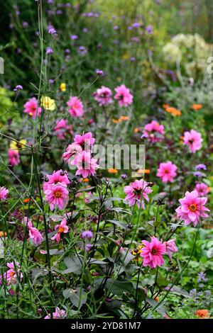 fascino dahlia, fiori rosa e viola, dahlia rosa viola, dahlia rosa viola, fioritura autunnale, fiori autunnali, fioriture autunnali, colori autunnali, autunno Foto Stock