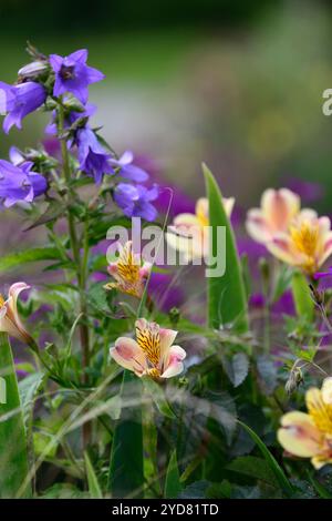 Pesche gioiello del giardino dell'Alstroemeria, campamula, alstroemeria e campanula, giglio peruviano, fiore giallo pesca rosa, fiori, fioritura, perenne, fiori recisi, Foto Stock