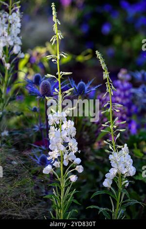 Chamaenerion angustifolium album,alghe bianche,cervo di rosebay a fiore bianco,,confine misto,schema di piantagione misto,fiori bianchi e viola,giardino, Foto Stock