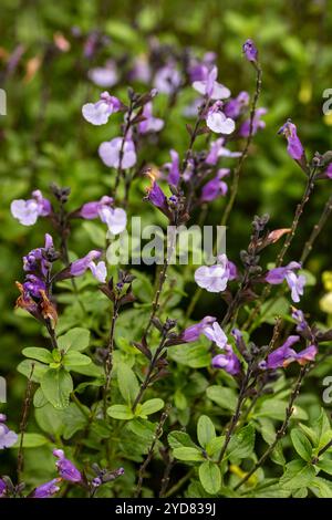 Delicatamente bella Salvia 'SoCool pale Blue' PBR, salvia 'SoCool pale Blue'. Primo piano naturale, ritratto di piante fiorite. incredibile, attenzione, Foto Stock