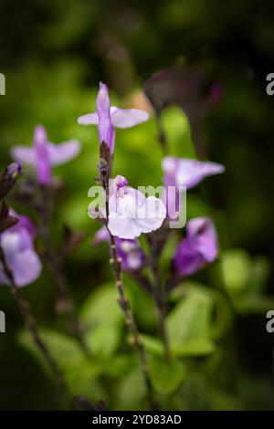 Delicatamente bella Salvia 'SoCool pale Blue' PBR, salvia 'SoCool pale Blue'. Primo piano naturale, ritratto di piante fiorite. incredibile, attenzione, Foto Stock