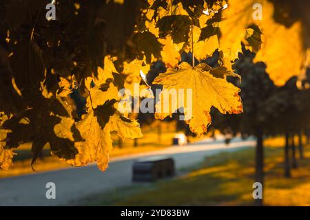Le bellissime foglie autunnali in ricche tonalità dorate racchiudono davvero l'essenza dell'autunno, incorniciando sapientemente una tranquilla scena stradale che viene immersa in una luce calda e soffusa durante questa bella stagione Foto Stock