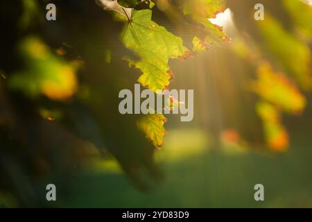 Immergiti nella tranquilla e serena bellezza delle foglie illuminate dal sole, catturando e mostrando le vivaci e ricche sfumature della natura in un tranquillo e pittoresco ambiente autunnale pieno di calore Foto Stock