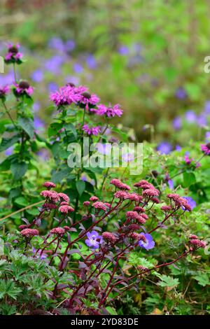 Hylotelephium Red Cauli, Monarda, fiori viola e rosa, Cauli rosso stonecrop, Sedum telephium Red Cauli, Sedum Red Cauli, succulenti perenni, succulenti, Foto Stock