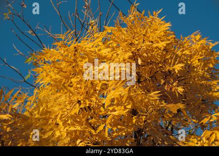 Questa scenografia pittoresca presenta vivaci foglie dorate illuminate dalla calda luce del sole autunnale contro un cielo azzurro, creando un'immagine serena e sorprendente che cattura l'essenza della natura in questa stagione Foto Stock