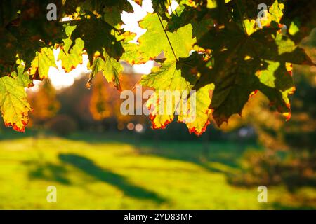 Una vista ravvicinata che mostra vibranti foglie autunnali, perfettamente illuminate dalla luce del sole su un rigoglioso sfondo verde, lavorano insieme per creare una scena serena e tranquilla nella bellezza della natura Foto Stock