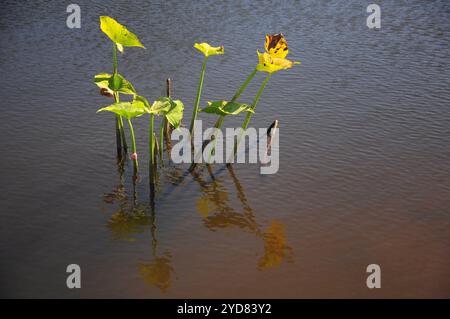 Alte foglie verdi riflesse sull'acqua calma con increspature in una giornata di sole. Foto Stock