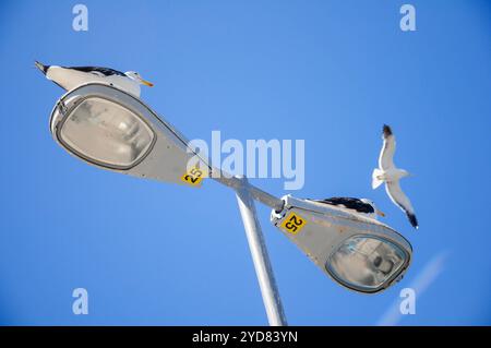 Gabbiani al semaforo con un cielo blu vibrante, che cattura una tranquilla scena costiera Foto Stock