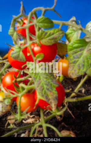 Primo piano naturale Ritratto ortofrutticolo del pomodoro piccolo e prolifico «profusione rossa». pianta di pomodoro, famiglia nightshade, pomodoro, pomodoro, cibo Foto Stock