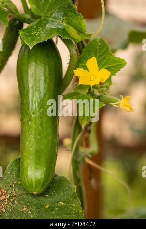 Cetriolo «Socrate», Cucumis sativus «Socrate», foglie e fiori di frutta. Ritratto naturale di piante alimentari da vicino. fruttato, aromatizzato, tradizionale, Foto Stock