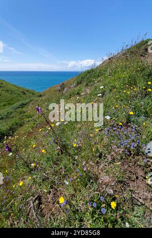 Tappeto di fiori selvatici, tra cui Sheep’s-bit scabious (Jasione montana) e Foxglove (digitalis purpurpuraea) sulla prateria costiera, The Lizard NNNR, Regno Unito. Foto Stock