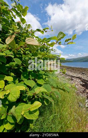 Giapponese knotweed (Fallopia japonica / Reynoutria japonica) denso stand fiorente vicino alla riva del Loch Fyne, Argyll, Scozia, Regno Unito, luglio. Foto Stock