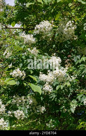 Rosa bianca (Rosa sp.) Fitto ammasso di fiori in alto tra gli alberi che confinano con un giardino, Wiltshire, Regno Unito, luglio. Foto Stock