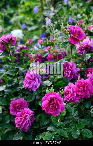 Rosa Young Lycidas, Ausvibrant, Rose Young Lycidas, English Shrub Rose allevata da David Austin, fiori rosa intenso, fiore rosa intenso, RM Floral Foto Stock