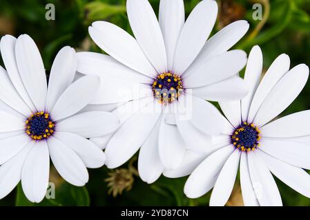 Tre bellissime margherite bianche con centri gialli luminosi in piena fioritura circondate da lussureggiante vegetazione Foto Stock
