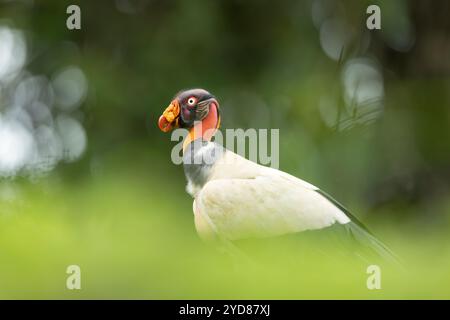 King Vulture (Sarcoramphus papa), adulto a terra vicino alla carcassa, alla foresta pluviale di pianura, in Costa Rica Foto Stock