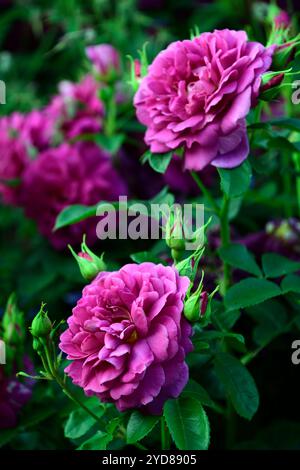 Rosa Young Lycidas, Ausvibrant, Rose Young Lycidas, English Shrub Rose allevata da David Austin, fiori rosa intenso, fiore rosa intenso, RM Floral Foto Stock