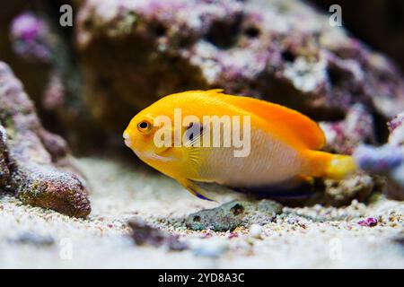 Un bellissimo pesce Tang giallo che nuota graziosamente sulla sabbia bianca in una tranquilla scena subacquea Foto Stock
